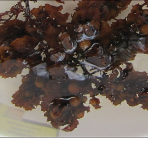 Alga Marina Seca de Sargassum al por Mayor a Precio Económico - Ámbar +84383004939 - Product Image 3