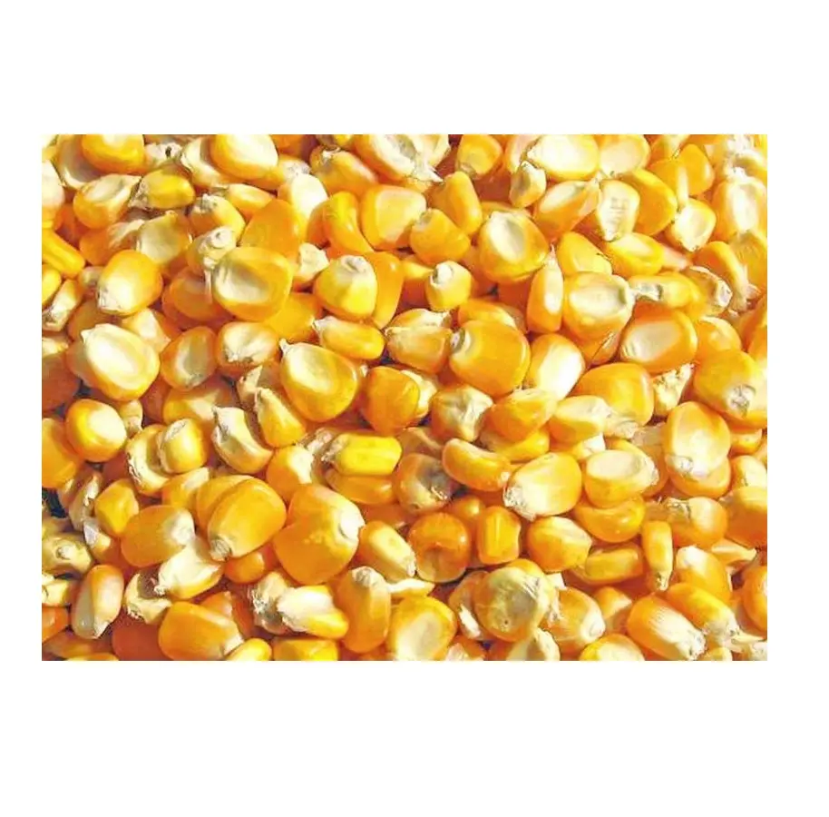 Wholesale Best Quality Dry Non GMO Yellow Maize In Cheap Price Dried Corn