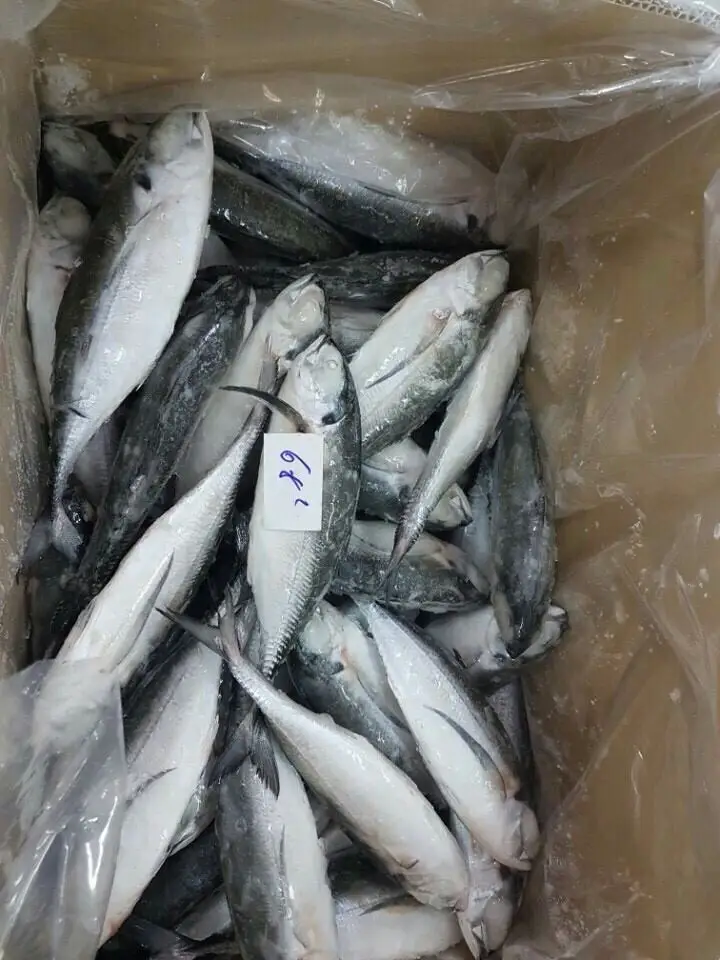 Frozen Horse Mackerel / Fish From Vietnam Cheap Price