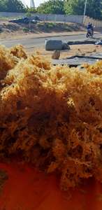 Euchuma contonii ผลิตภัณฑ์น้ำดื่มระดับพรีเมี่ยมจากมิสซิส/แห้ง - Product Image 3