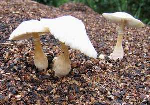 Industrie du carburant biomasse du Vietnam : poudre de coque de café, poudre de coque de noix de cajou, sac de bambou de 500 kg - Product Image 6