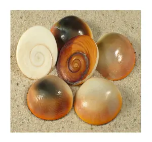 Eye of Shiva Shells