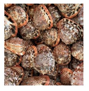 Trompeta - Concha - Conchas Marinas Naturales - Concha para Manualidades Hecha en Vietnam ( [Ws0084587176063] - Product Image 5