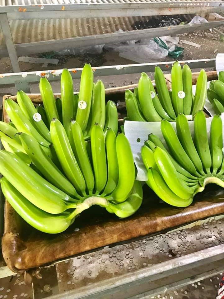 越南新鲜 cavendish 香蕉