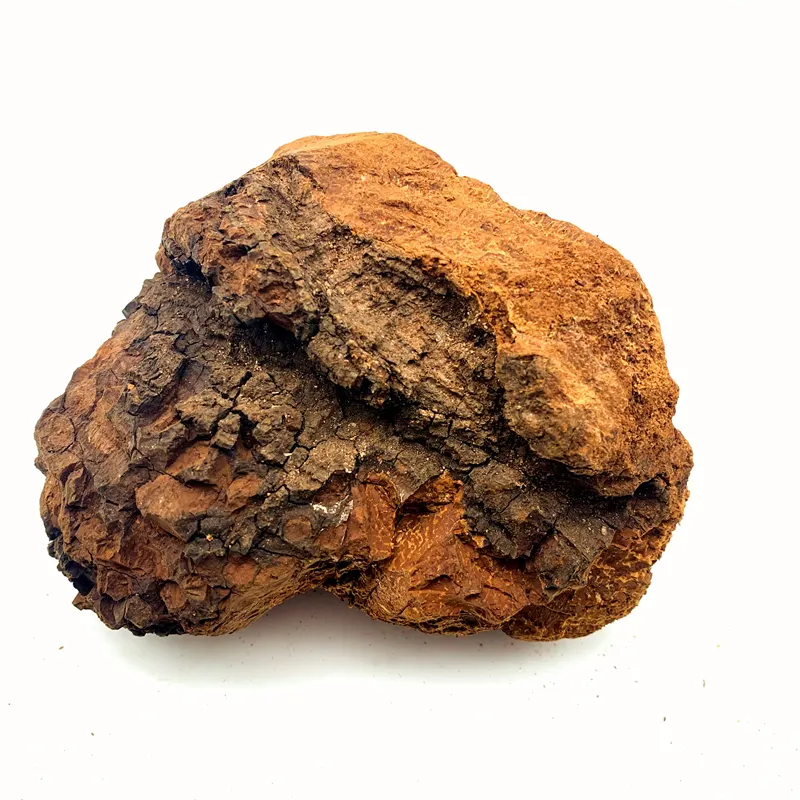 100% Russia Wild Dried chaga mushroom chunks