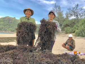 สาหร่ายทะเลแห้งราคาถูก - Product Image 6