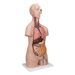 Torso humano Unisex clásico, 10 piezas, para la biología, anatomía humana, modelo de enseñanza para estudiantes, extrema