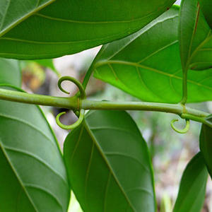 Uncaria Rhynchophylla Extrait Naturel Brun 3-5 Cm Marque GIA GIA NGUYEN - Product Image 1