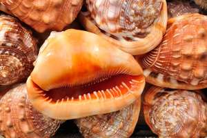 เปลือกหอยเป๋าฮื้อธรรมชาติจากเวียดนามสำหรับตกแต่งเปลือกหอยธรรมชาติจากเวียดนาม - Product Image 3