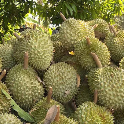 WHOLESALE FRESH DURIAN FROM VIET NAM / Mr. Ethan Vietdelta +84941069457 (Whatsapp)