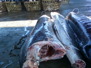 Marlin blanc à faible teneur en matière grasse et à faible teneur en sodium de 20kg certifié ISO GMP HACCP de la Côte d'Ivoire Poisson congelé nutritif - Product Image 4