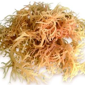 ขายส่ง Cottonii/Kappaphycus Alvarezii - Product Image 1