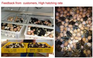 Dezhou <span class=keywords><strong>Hansen</strong></span> 22528 incubadora de huevos de fabricantes de china, incubadoras de huevo - Product Image 3