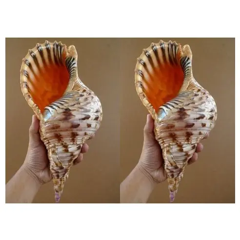 Schöne Schnecken haus in Vietnam/ Sea shell Handwerk mit hoher Qualität (Verda_WS 99 Gold Data)