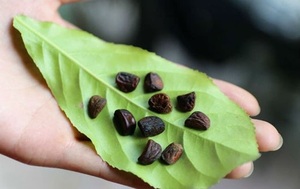 Superfina Michelia tonkinensis de Vietnam - Product Image 4