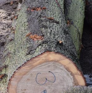 Doussie Bình Phương gỗ sồi trắng đỏ đen tròn gỗ tròn 6cm lớp A UA - Product Image 6