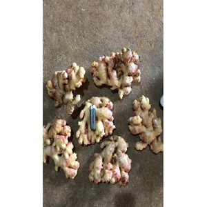 Jengibre fresco de la mejor calidad de Vietnam - Product Image 3