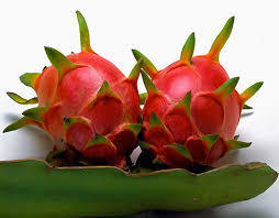 Fruta fresca de dragón rojo de Vietnam en temporada por Ms. Holiday - Product Image 3
