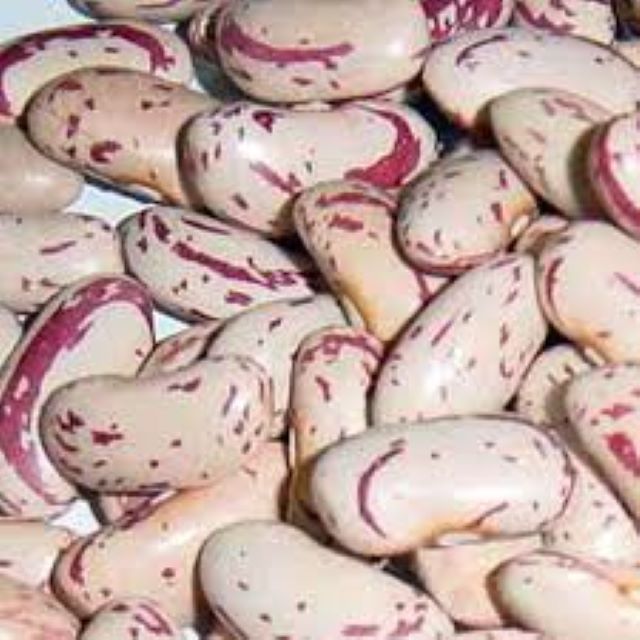 Pinto Beans