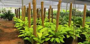 ที่ถูกที่สุดราคา100% อินทรีย์ Coir ไฟเบอร์มะพร้าวพืชสนับสนุนไม้และเสาที่ดีที่สุดเวียดนามผู้ขาย - Product Image 6