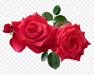 Aceite de fragancia rosa para fabricación de velas y masaje, aceite de fragancia rosa para uso cosmético, aceite de la mejor calidad - Product Image 4