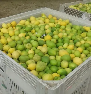 Fruta de limón fresca, limón verde, amarillo, asequible