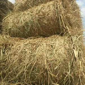 Paille d'équilibre pour le riz, paille pour nourrice de vache, fermier vietnamien de haute qualité