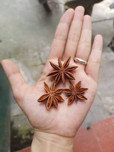 Anís estrellado vietnamita a granel - Grado premium superior, crudo, secado, procesado AD, suministro de fábrica de especias vietnamita - +84 944 500 504 (WhatsApp) - Product Image 5