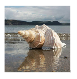 Coquillages de mer en forme de casque rouge de grande taille - 17 cm - Product Image 4