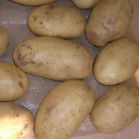 Potato Product Type and Fresh Style price of fresh potatoes