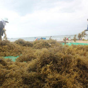 מותג דלתה SEAWEED-VIET טרי 50kgs/שקית אריזת שוק בריאות ים בריא viet nam - Product Image 1