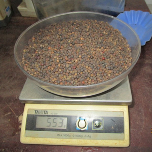 Pimienta Negra de Vietnam 500GL, la Más Vendida, Limpia, Seca, Entera, ASTA, Exportación a Granel, Venta al por Mayor, Alto Contenido de Piperina - Product Image 1