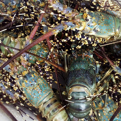 Fresh Quality Pacific Canadian Red Lobsters for sale