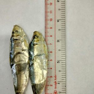 Buena calidad arenque seco pescado/Vivian Ha + 84 33 88 20 462 - Product Image 4