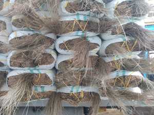 Precio más barato palos de escoba de coco/palillo de escoba de hoja de palma para artesanía Vietnam origen GGN marca - Product Image 5