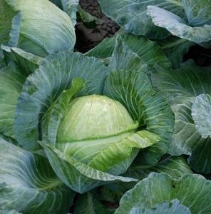 กะหล่ำปลีสีเขียวสด // กะหล่ำปลีกลม (ราคาดีที่สุด) - Product Image 1