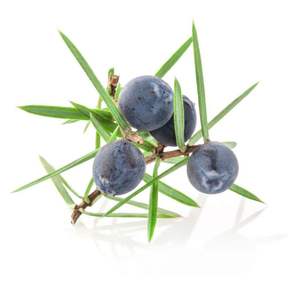 Grossiste/fabricant/fournisseur en vrac d'huile de baies de genièvre naturelle pure 100% pour emballage privé (étiquetage) et logo personnalisé - Product Image 4