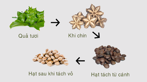 Hạt SACHA INCHI Việt Nam/Hạt SACH INCHI Thô _ Giá Tốt Nhất/Ms Laura + 84 91 850 9071 - Product Image 3