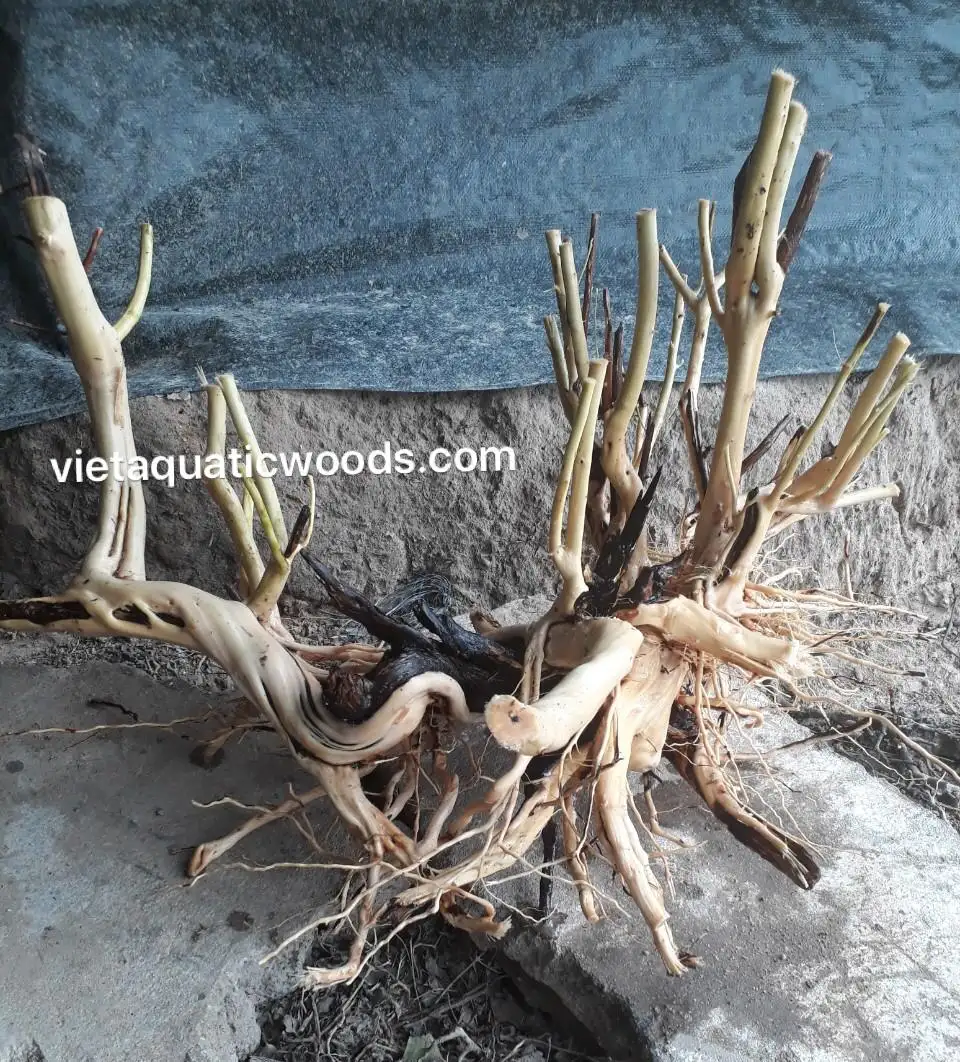 Hot Items Aquarium driftwood/ Vietnam Driftwood Natural Driftwood For Wholesale WhatsApp +84 961005832