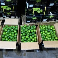 LIME FRAIS SANS GRAINES PLEINE TAILLE S/M/L POUR LE MARCHÉ DE DUBAÏ PRIX BON MARCHÉ TRACY CAO 84 969 800 854
