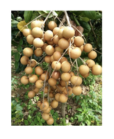 Bestverkopende Logan Tropisch Fruit Voor Export Verse Producten Uit Vietnam