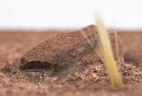 Empire Ants AG7 - Fourmilière pour fourmis du désert - Gravier en plastique - Plante artificielle - Design classique - Écologique - Toutes saisons