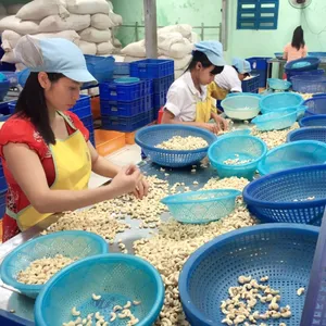 Vietnam kaju fıstığı ww320 ww240 iyi fiyat kaju fıstığı kırık lp sp phalco fabrika