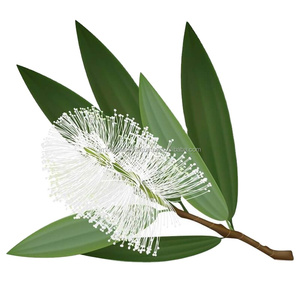 Huile essentielle de cajeput à haute teneur en cinéol naturel (Melaleuca Cajuputi ) - 100% Pure Diffuseur Soins personnels de qualité supérieure OEM/ODM - Product Image 1