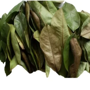 Dried Soursop leaves, very good for health, help sedation, easy sleep, stabilize blood pressure, prot - Helen TP +84 374 288 086