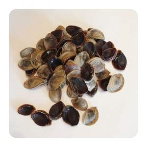 Operculum ซูเปอร์มาร์เก็ตจากทะเล,เวียดนาม - Product Image 2