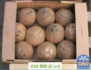 Fresh Semi husked Coconut - Product Image 3