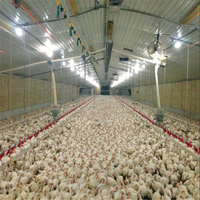 Bâtiment d'élevage de poulets en acier, poulailler avec le prix le plus bas