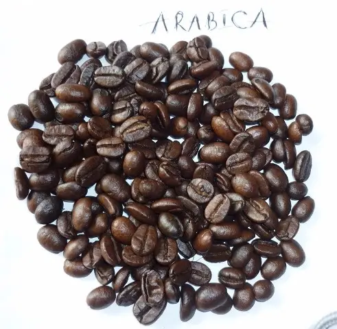 Roasted Arabica Coffee Beans Screen #18