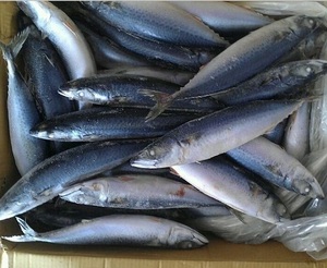 Organico Congelato Cavallo Sgombro Pesce - Product Image 1